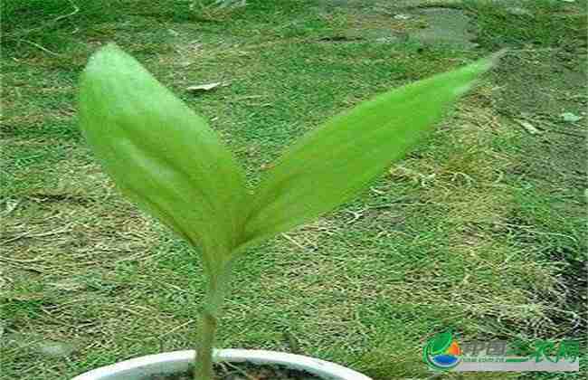 蛇皮果种植需几年挂果呢(蛇皮果种植需几年挂果子)